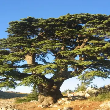 أرز لبنان الذي تغنى به الشعراء وباعه الباعة